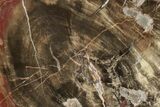 Triassic Polished Petrified Wood Slab - Circle Cliffs, Utah #244648-1